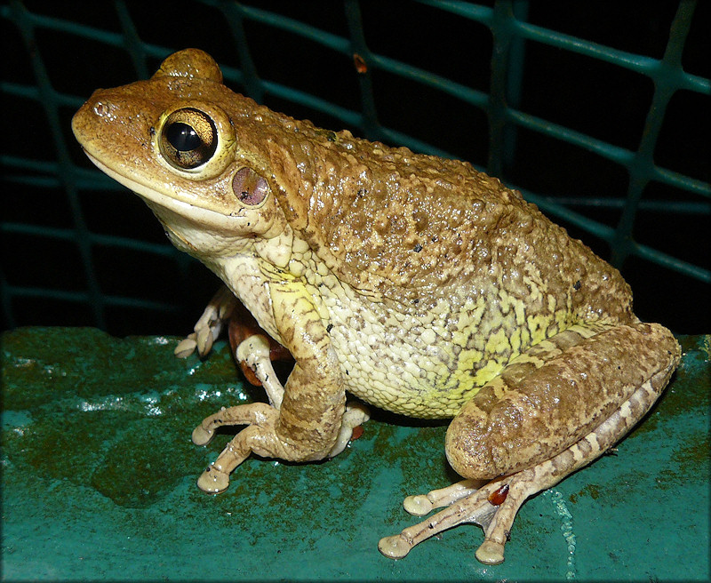 Cuban Treefrog [Osteopilus septentrionalis]