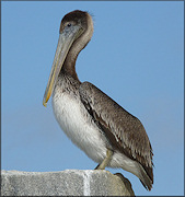 Pelecanus occidentalis Brown Pelican