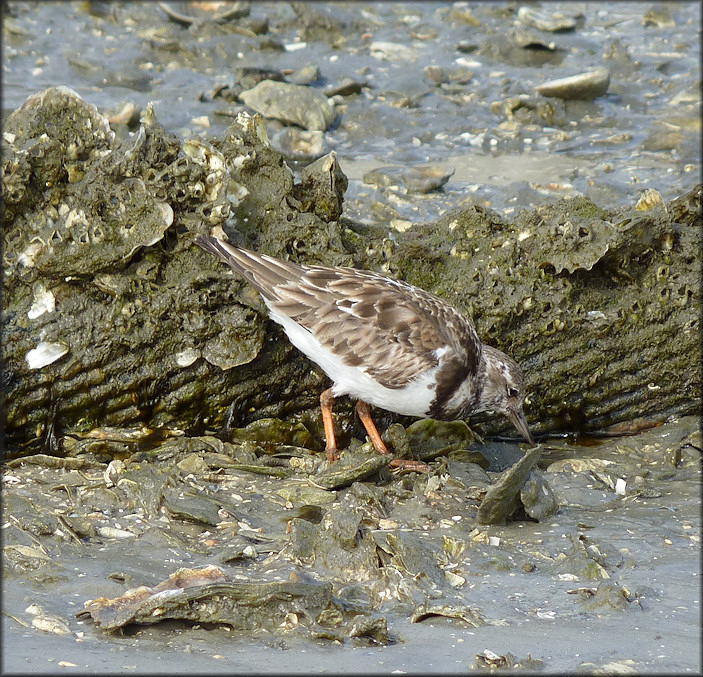 Ruddy Turnstone Arenaria interpres