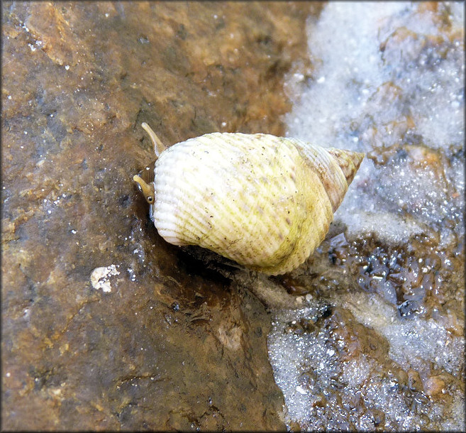 Littoraria irrorata (Say, 1822) Marsh Periwinkle