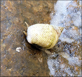 Littoraria irrorata (Say, 1822) Marsh Periwinkle