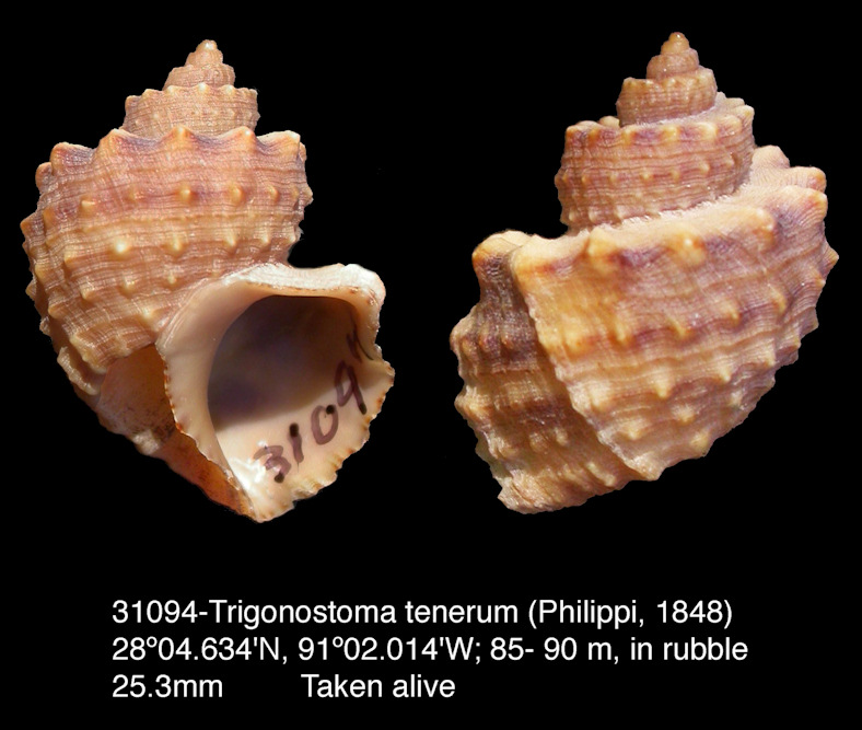 Trigonostoma tenerum (Philippi, 1848)