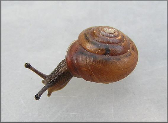 Praticolella mobiliana (I. Lea, 1841) Choctaw Scrubsnail