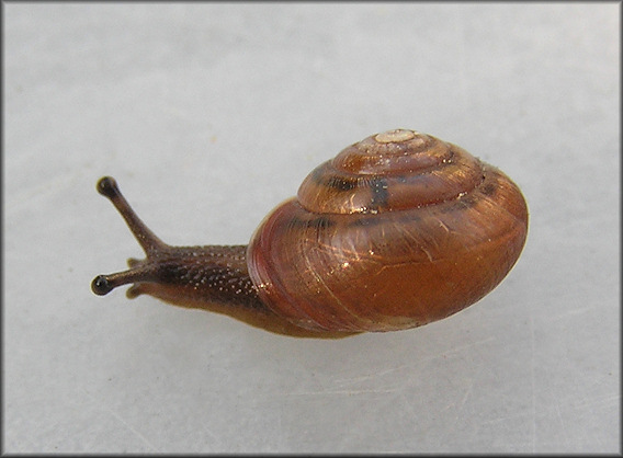 Praticolella mobiliana (I. Lea, 1841) Choctaw Scrubsnail