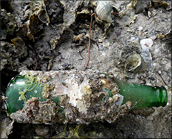 Fasciolaria tulipa (Linnaeus, 1758) Eggs In Situ