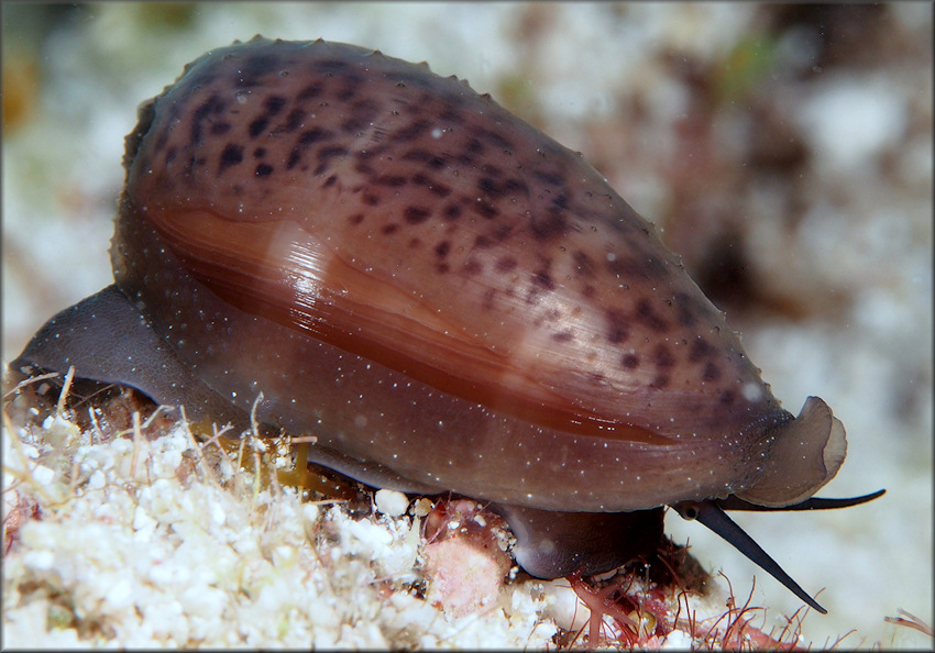 Luria cinerea (Gmelin, 1791) Atlantic Gray Cowrie Juvenile