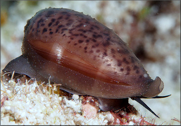 Luria cinerea (Gmelin, 1791) Atlantic Gray Cowrie Juvenile