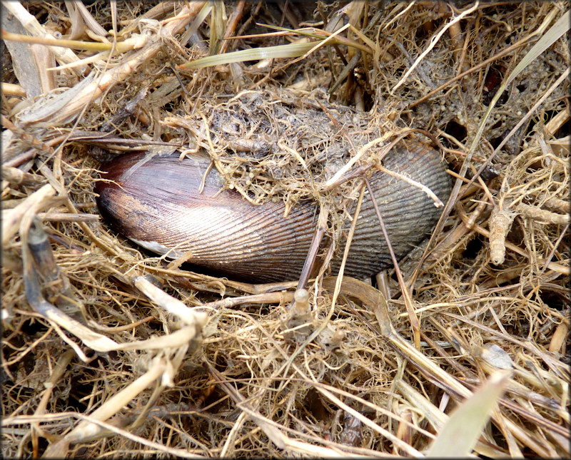 Geukensia demissa (Dillwyn, 1817) Ribbed-mussel In Situ