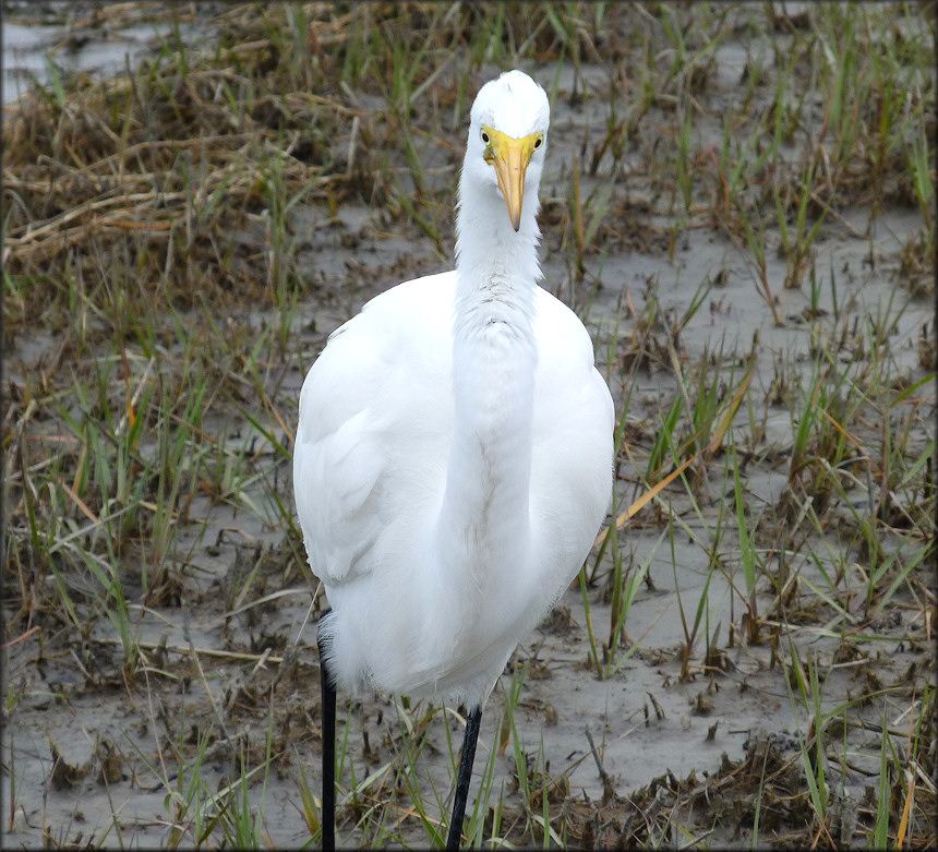 Casmerodius albus Great Egret