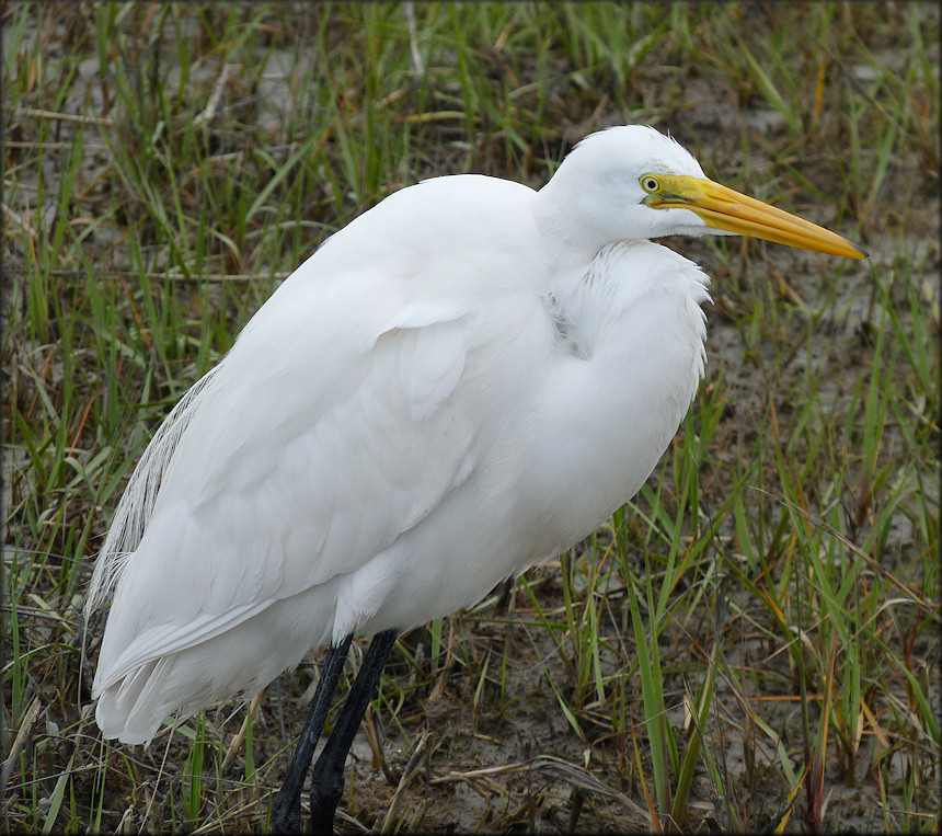 Casmerodius albus Great Egret