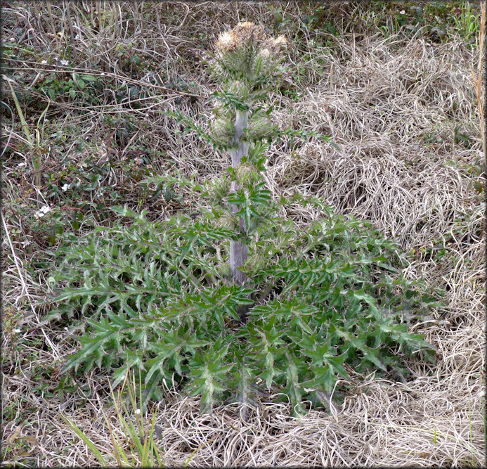 One Of The Thistles (Cirsium species) Under Which The Daedalochila Seek Shelter