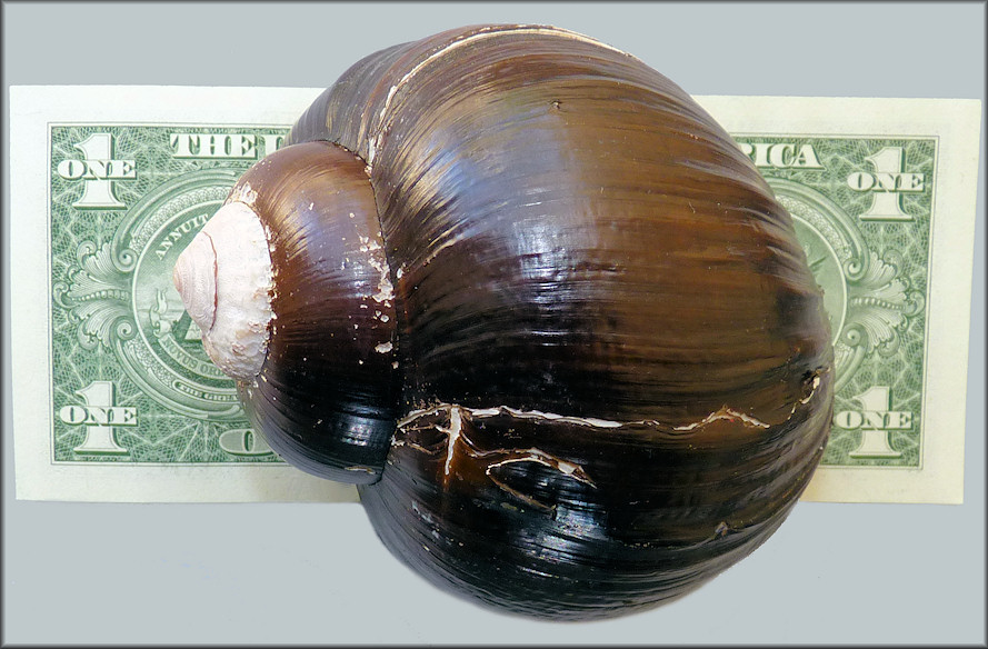 Pomacea urceus (Mller, 1774)