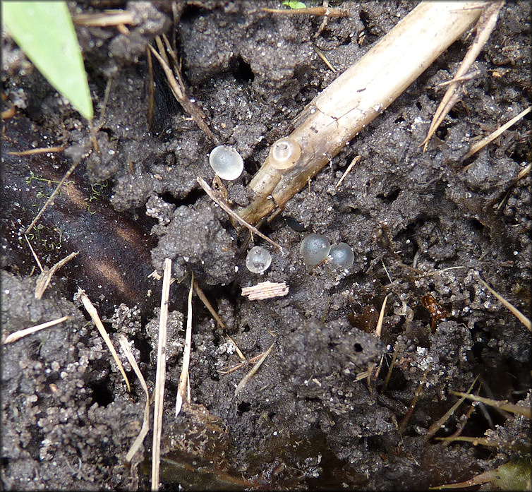 Daedalochila sp. aff. hausmani Eggs Found Beneath A Thistle On 3/18/2013