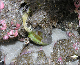 Perna viridis (Linnaeus, 1758) Asian Green Mussel In Situ