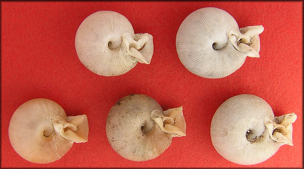 Daedalochila uvulifera striata (Pilsbry, 1940) Topotypes