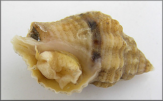 Urosalpinx cinerea (Say, 1822) Atlantic Oyster Drill