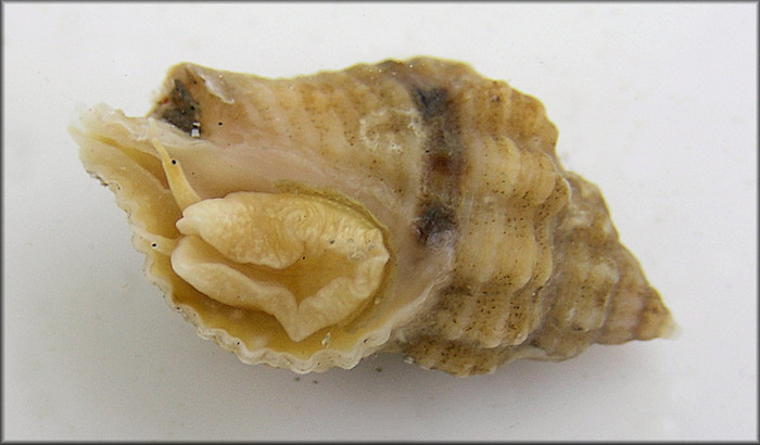 Urosalpinx cinerea (Say, 1822) Atlantic Oyster Drill