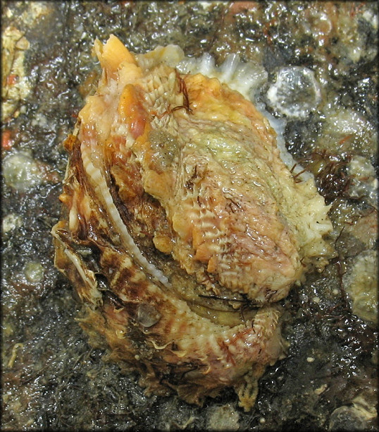 Pseudochama cristella (Lamarck, 1819) Florida Jewelbox