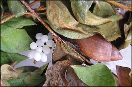 Euglandina rosea (Frussac, 1821) Laying Eggs