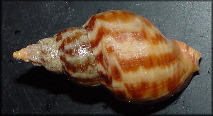 Buccinum picturatum Dall, 1902