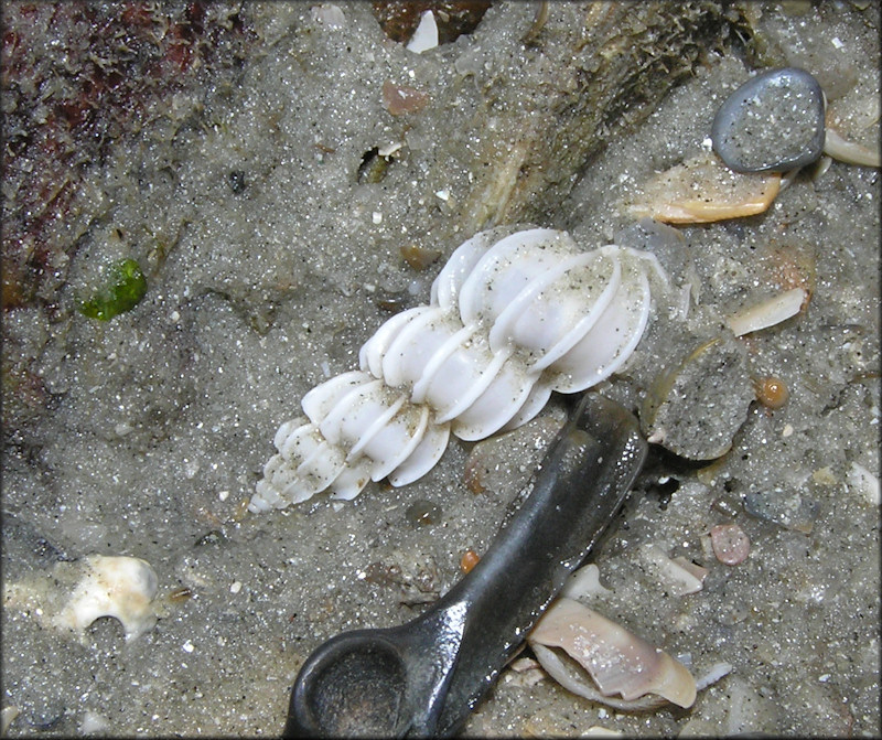 Epitonium angulatum (Say, 1831) In Situ