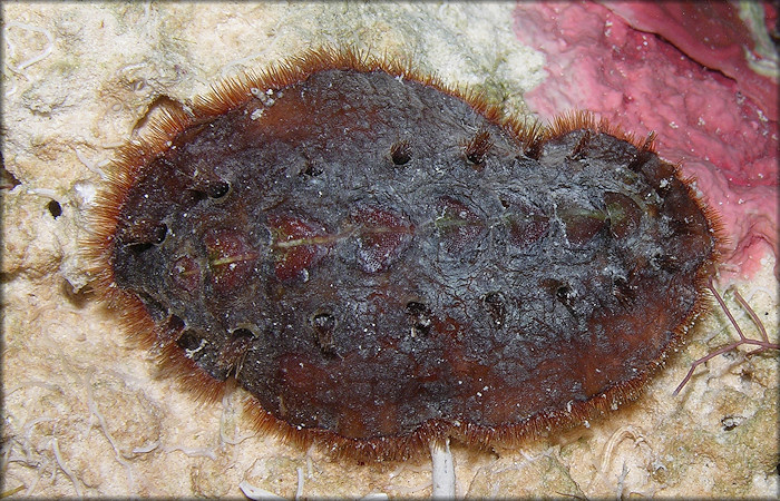 Acanthochitona hemphilli  (Pilsbry, 1893) Red Glass-hair Chiton