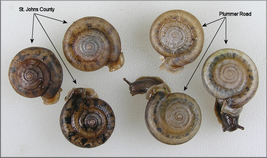 Live Daedalochila auriculata From Plummer Road Compared With St. Johns Co., Specimens