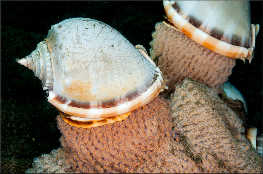 Phalium glaucum (Linnaeus, 1758) Communal Egg Laying