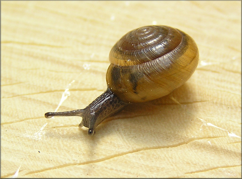 Ventridens demissus (A. Binney, 1843) Perforate Dome