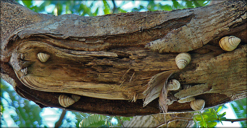 Orthalicus floridensis Pilsbry, 1891 Banded Tree Snail