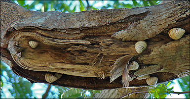 Orthalicus floridensis Pilsbry, 1891 Banded Tree Snail