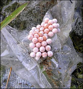 Pomacea paludosa (Say, 1829) Florida Applesnail Eggs In situ