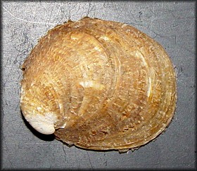 Crepidula grandis Middendorff, 1849