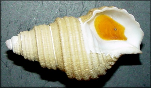 Ancistrolepis eucosmius (Dall, 1891) Corded Whelk