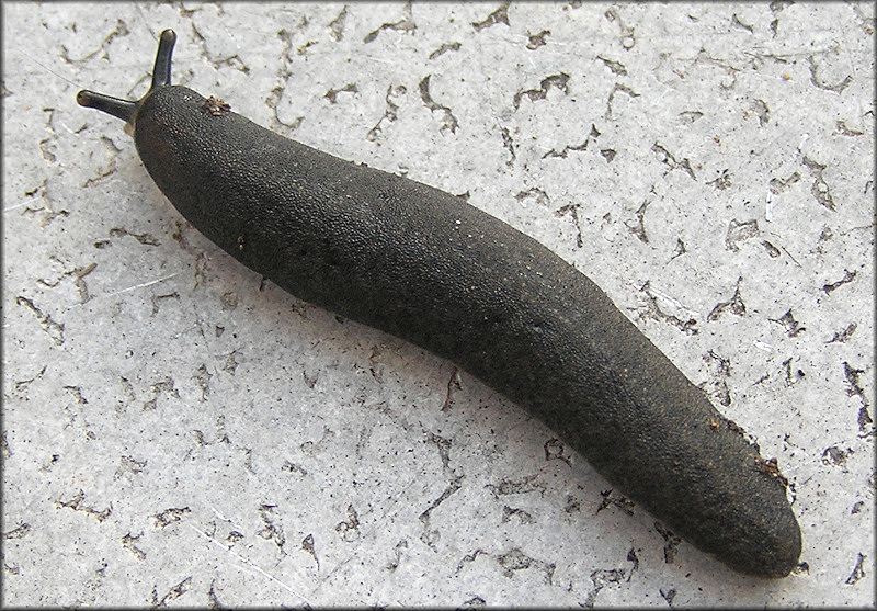 Belocaulus angustipes (Heynemann, 1885) Black-velvet Leatherleaf