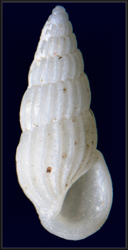 Rissoina dyscrita Faber, 1990