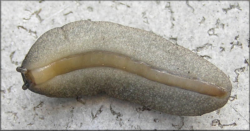 Belocaulus angustipes (Heynemann, 1885) Black-velvet Leatherleaf