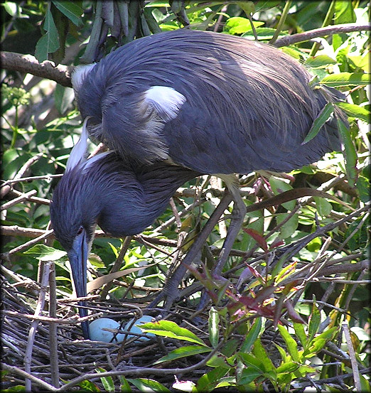 Tri-colored Heron [Eagretta tricolor] With Eggs