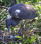 Tri-colored Heron [Eagretta tricolor] With Eggs