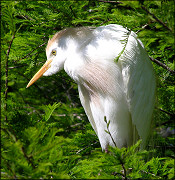 Cattle Egret [Bubulcus ibis]
