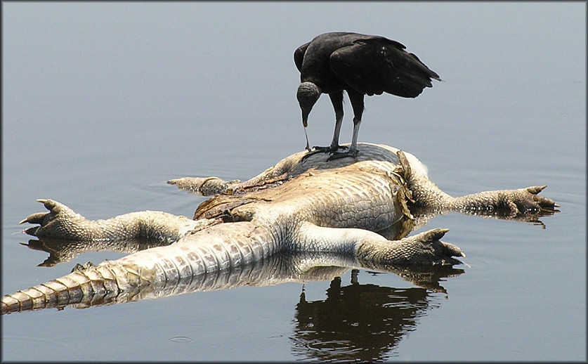 Black Vulture [Coragyps atratus] feeding on expired Alligator mississippiensis 