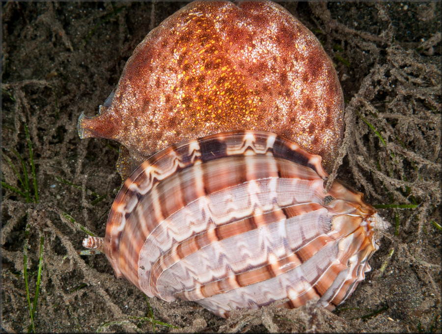 Harpa major Rding, 1798 Devouring Prey