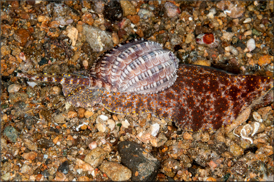 Harpa articularis Lamarck, 1822