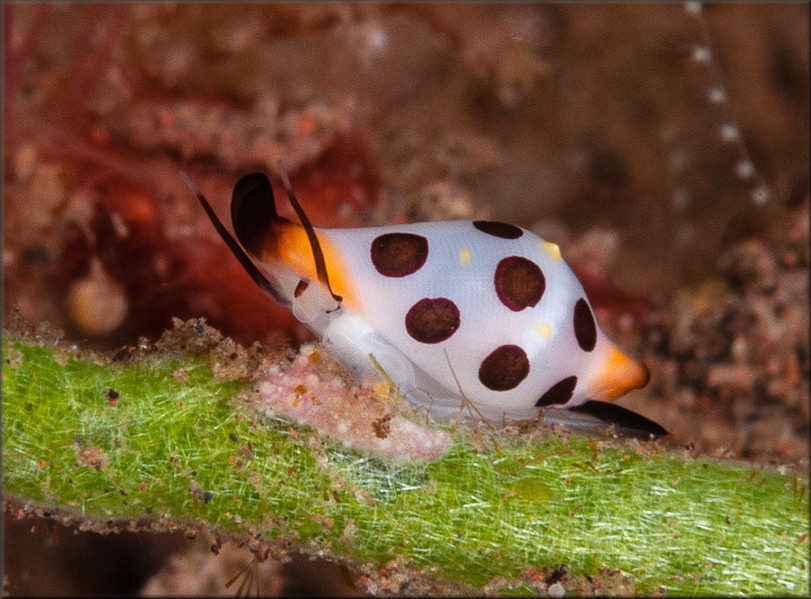 Cuspivolva platysia (C. Cate, 1973)