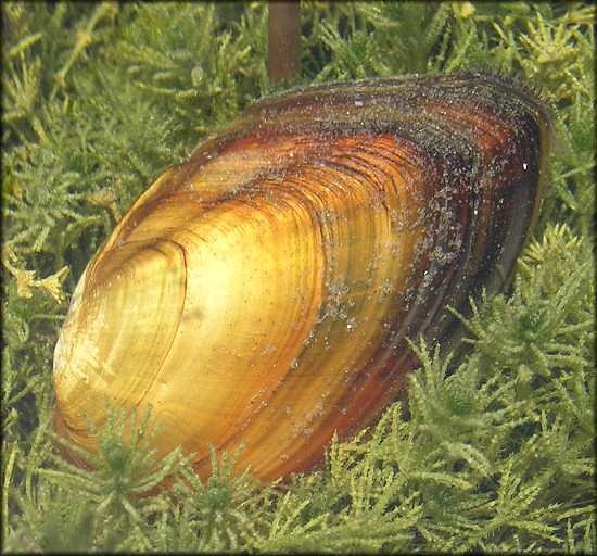 Elliptio jayensis (I. Lea, 1838) Florida Spike In Situ