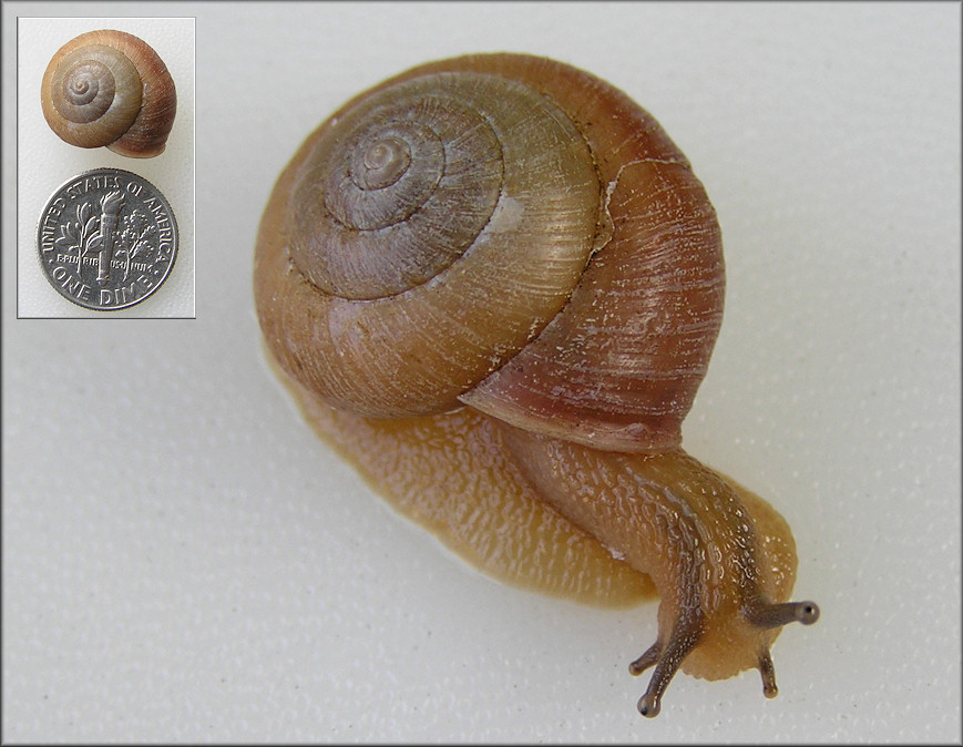 Bradybaena similaris (Frussac, 1821) Asian Tramp Snail Unusually Large Specimen