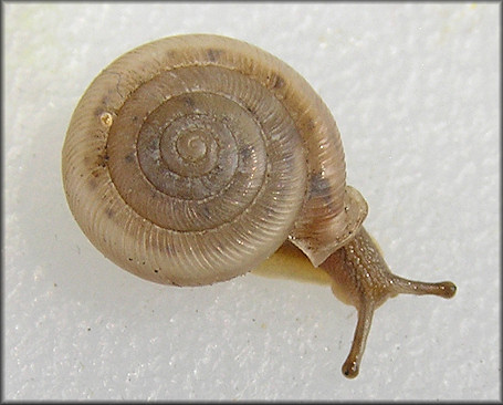 Daedalochila sp. aff. subclausa (Pilsbry, 1899) variant B, cf. Suwannee Liptooth