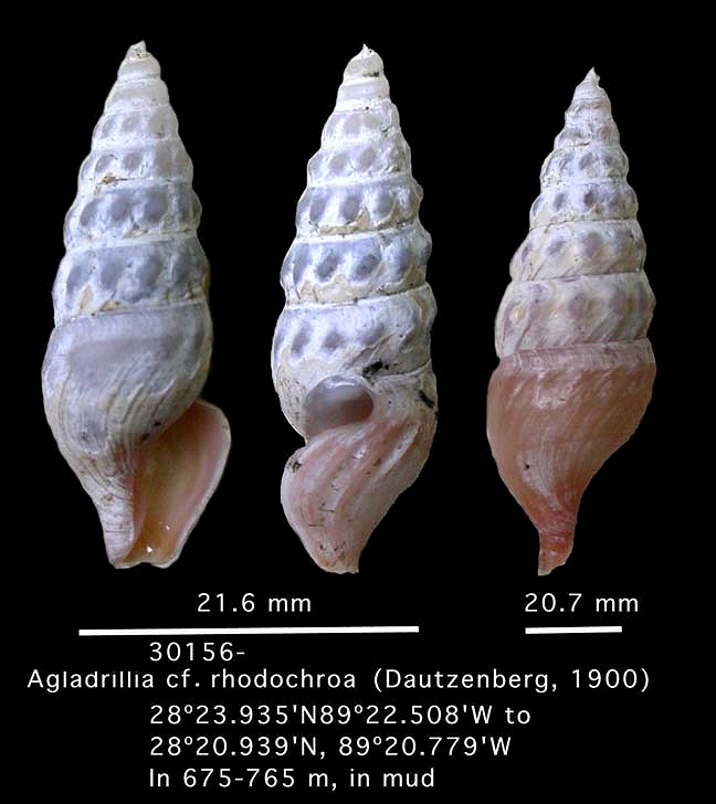 Agladrillia cf. rhodochroa (Dautzenberg, 1900)