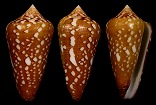 Conus crocatus Lamarck, 1810