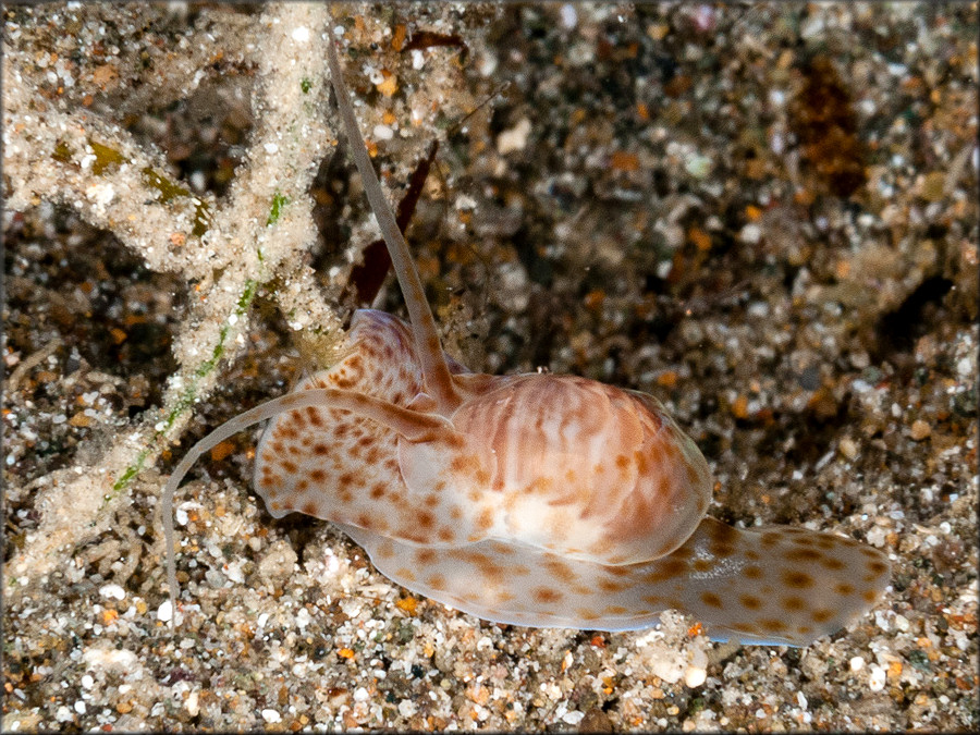 Notocochlis venustula (Philippi, 1851)